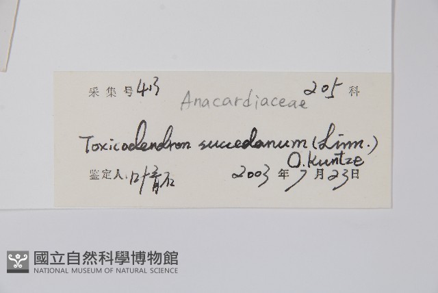 野漆、木臘樹藏品圖，第2張