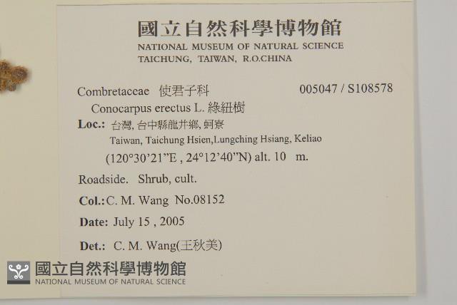 綠紐樹藏品圖，第2張