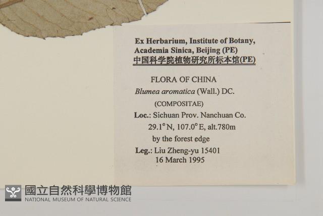 薄葉艾納香藏品圖，第2張