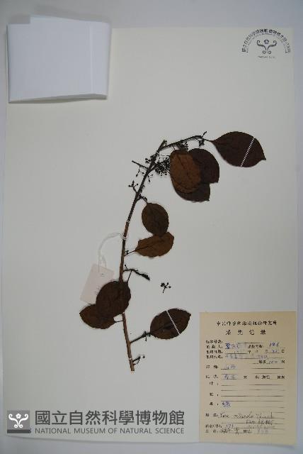 鐵冬青藏品圖，第1張