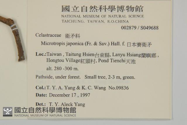 日本賽衛矛、日本假衛矛藏品圖，第2張