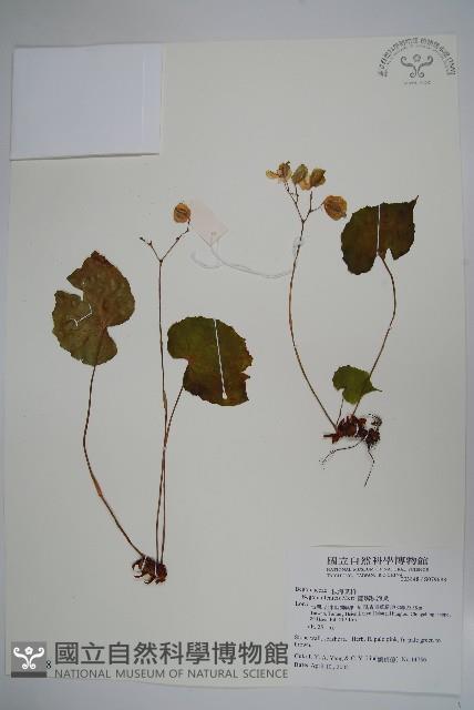 蘭嶼秋海棠藏品圖，第1張