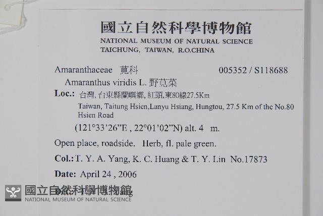 野莧菜藏品圖，第2張