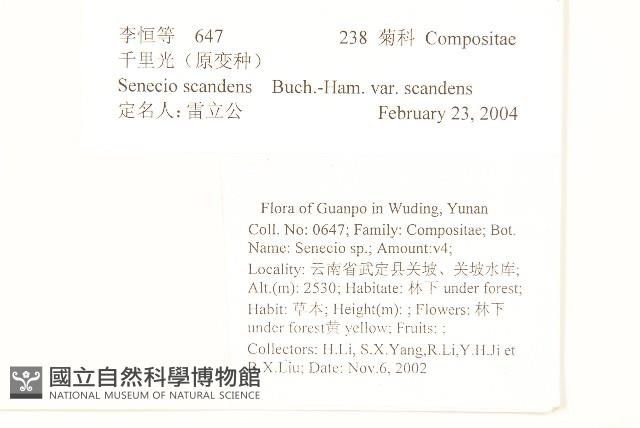 蔓黃菀藏品圖，第2張