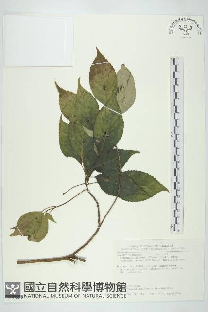 臺灣青莢葉藏品圖，第1張