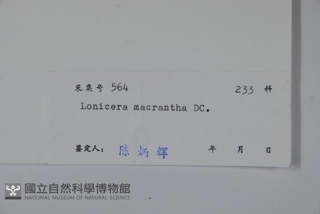 大花忍冬藏品圖，第2張