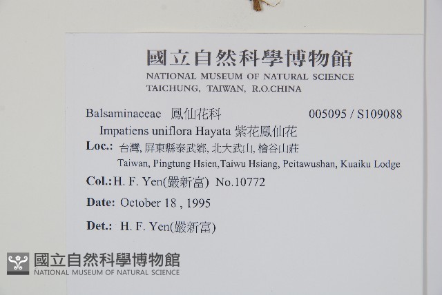 紫花鳳仙花藏品圖，第2張