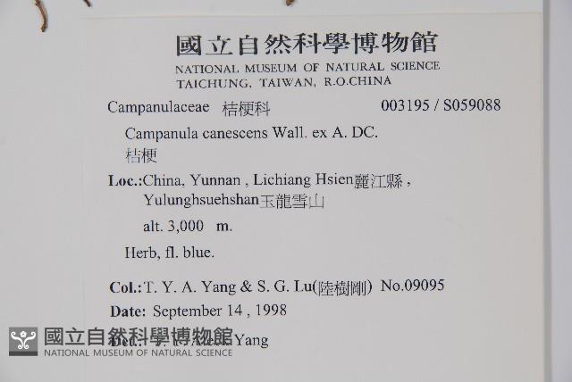 桔梗藏品圖，第2張