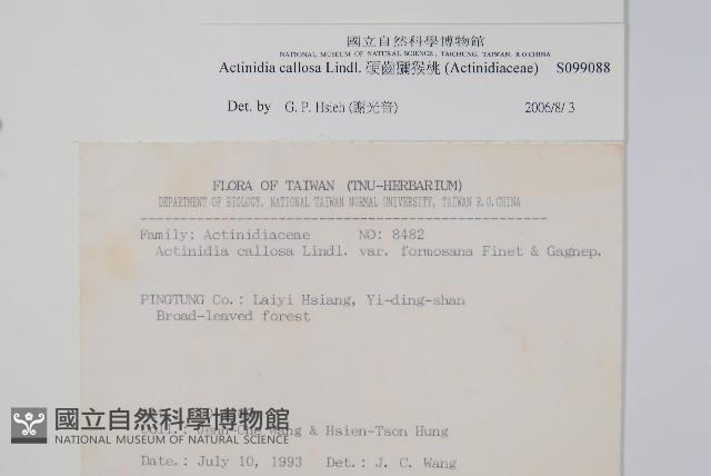 硬齒獼猴桃藏品圖，第2張