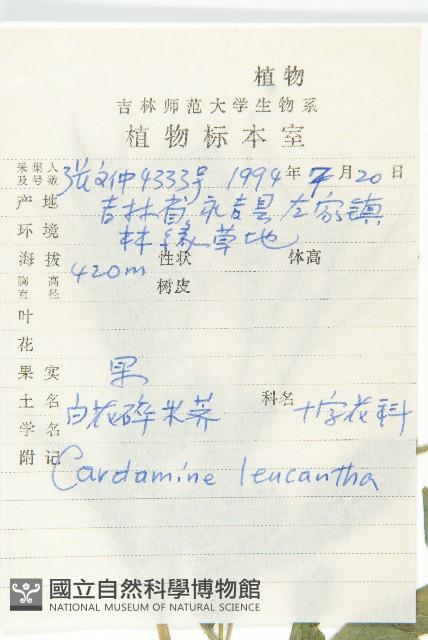 白花碎米薺藏品圖，第2張