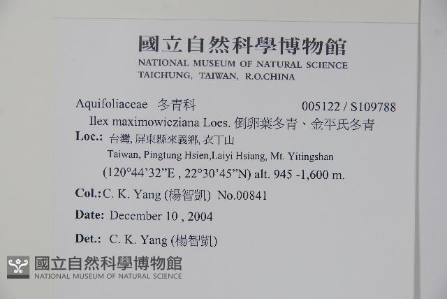 倒卵葉冬青、金平氏冬青藏品圖，第2張