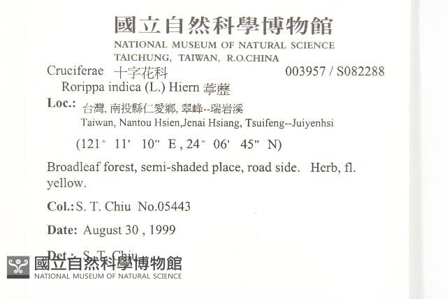 葶藶藏品圖，第2張