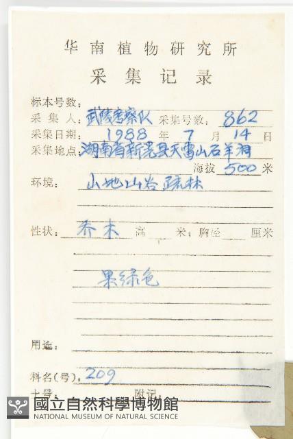 尖葉四照花藏品圖，第2張