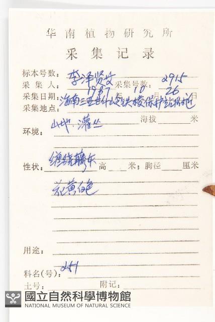 帽苞薯藤藏品圖，第2張