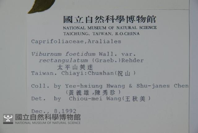 狹葉莢迷藏品圖，第2張