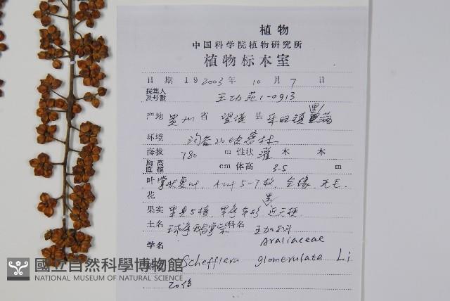 球序鵝掌柴藏品圖，第2張