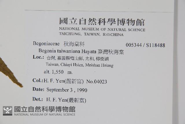 臺灣秋海棠藏品圖，第2張