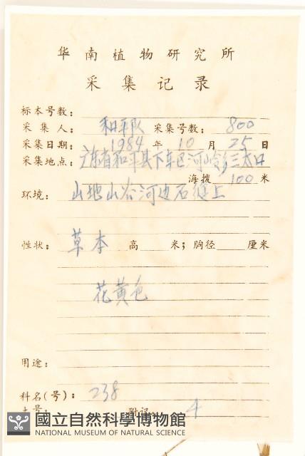 細葉苦實藏品圖，第2張