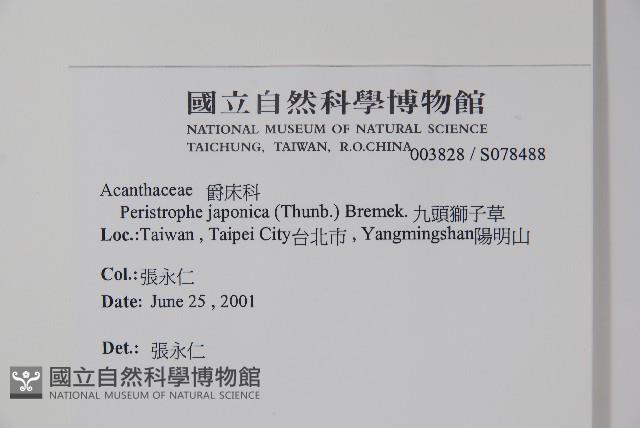 九頭獅子草藏品圖，第2張