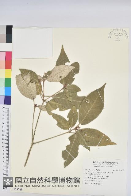 裡白巴豆藏品圖，第1張