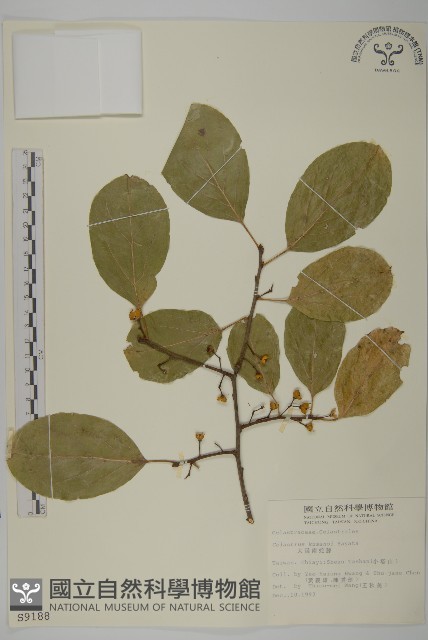 大葉南蛇藤藏品圖，第1張