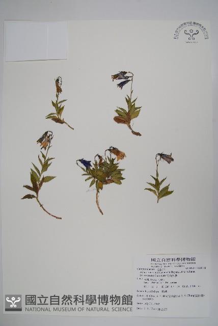 高山沙參藏品圖，第1張