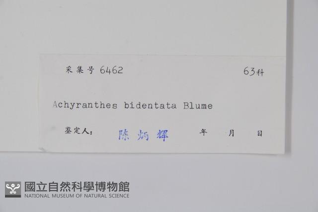 牛膝藏品圖，第2張