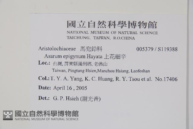 上花細辛藏品圖，第2張