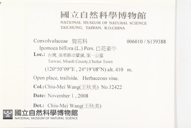 白花牽牛藏品圖，第2張