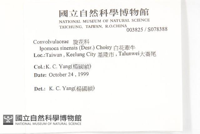 白花牽牛藏品圖，第2張