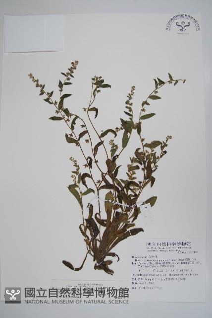 盾果草藏品圖，第1張