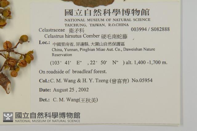 硬毛南蛇藤藏品圖，第2張