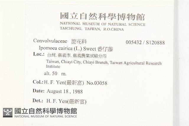 番仔藤藏品圖，第2張