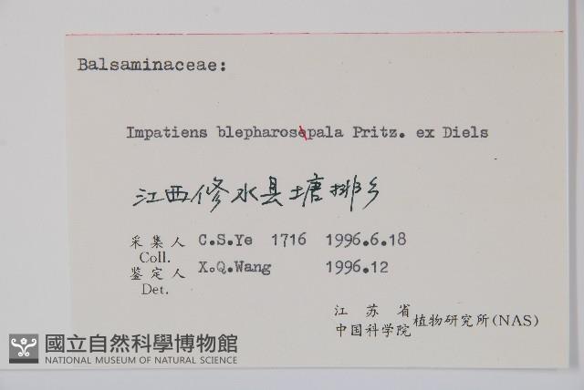 睫毛萼鳳仙花藏品圖，第2張