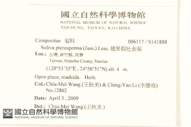 翅果假吐金菊藏品圖，第2張