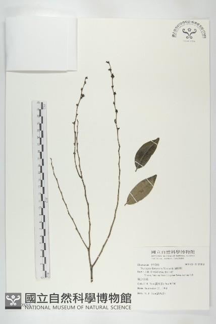 蘭嶼柿藏品圖，第1張