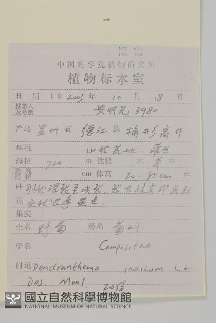 油菊、野菊藏品圖，第2張