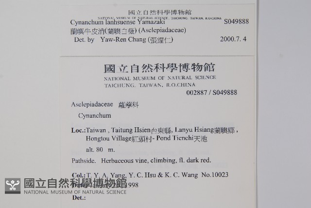 蘭嶼牛皮消、蘭嶼白薇藏品圖，第2張