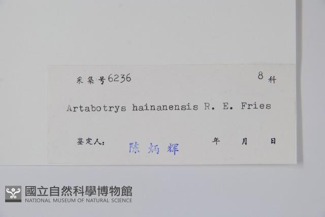 狹瓣鷹爪花藏品圖，第2張