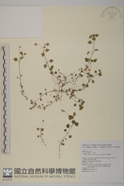 阿里山繁縷藏品圖，第1張