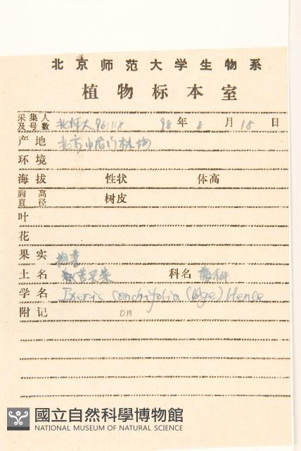 抱莖苦菜藏品圖，第2張