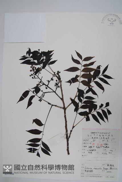 黃連木、爛心木藏品圖，第1張