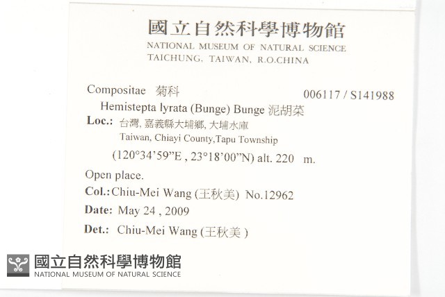泥胡菜藏品圖，第2張