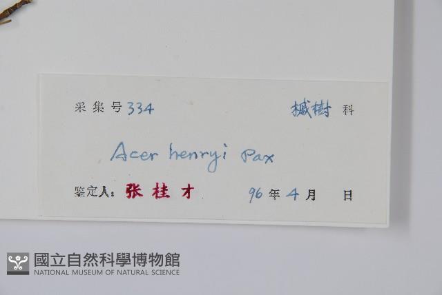 建始槭藏品圖，第2張