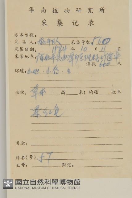 大頭艾納香藏品圖，第2張