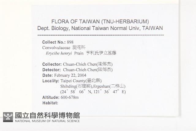 亨利氏伊立基藤藏品圖，第2張