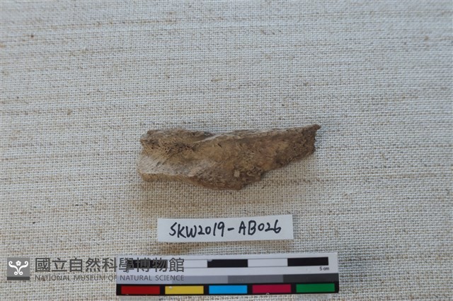 獸骨藏品圖，第2張