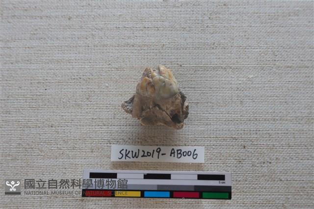 獸骨藏品圖，第2張