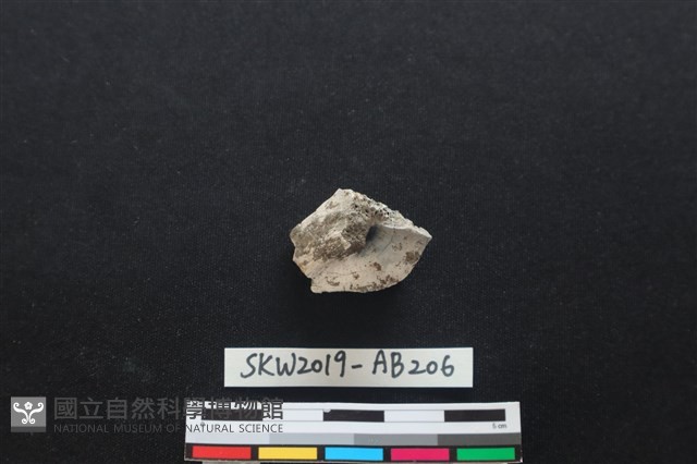 獸骨藏品圖，第2張