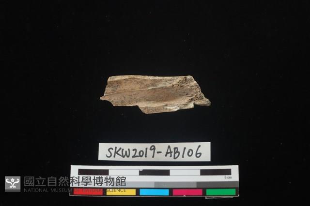 獸骨藏品圖，第2張